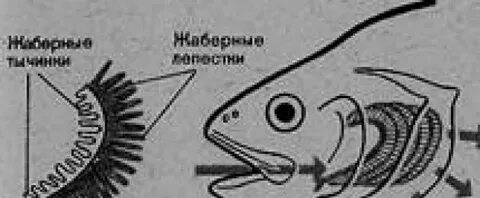 Жабры относятся к органам