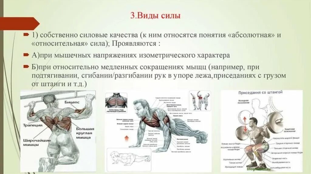 Способность мышцы. Физическое качество сила. Типы силы в физической культуре. Развитие мышечной силы. Понятия "абсолютная" и "Относительная" сила..