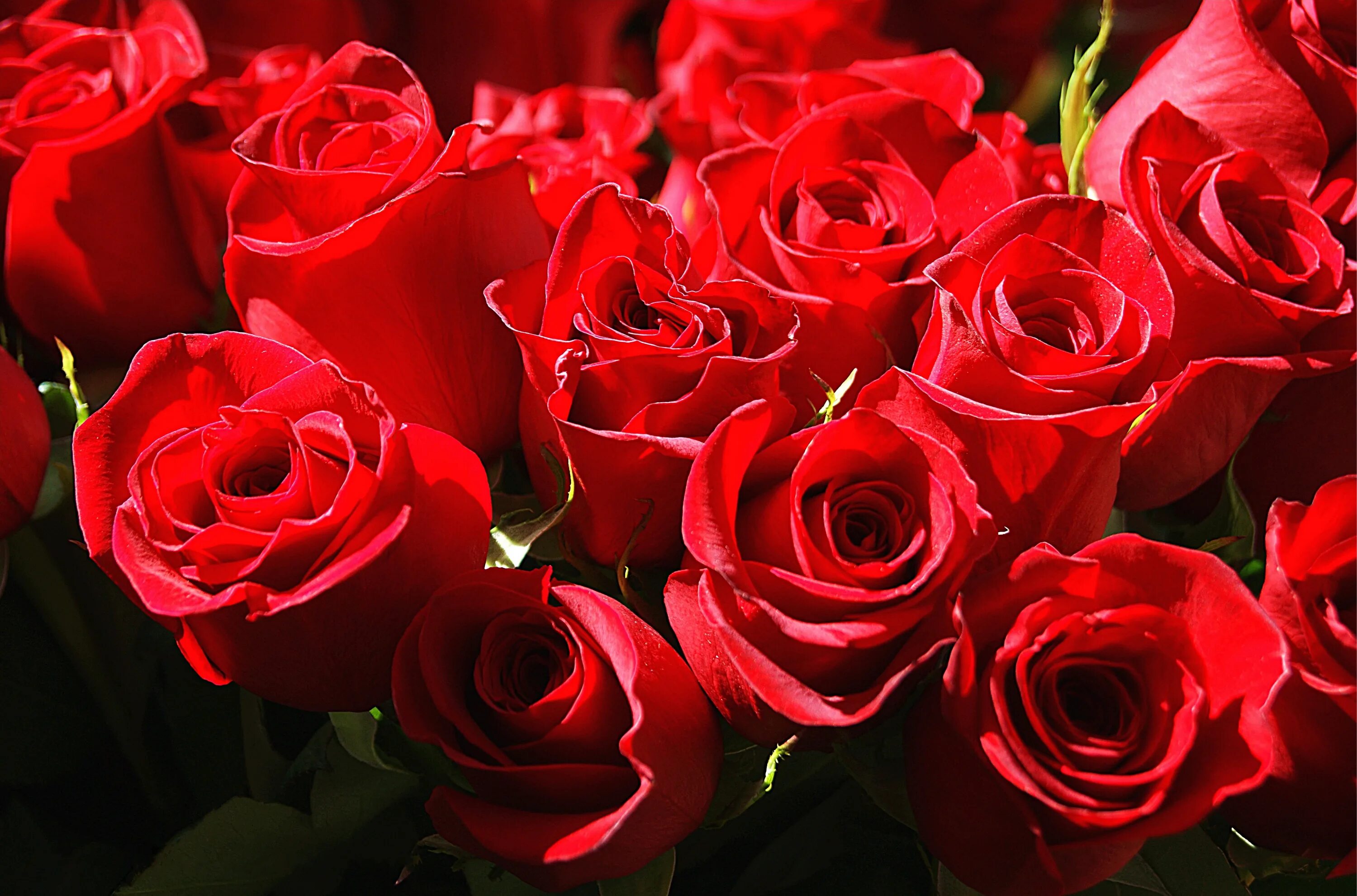 Красные розы. Красные розы поздравляю. Розы картинки красивые. Красные розы картинки. Включи красный розовый
