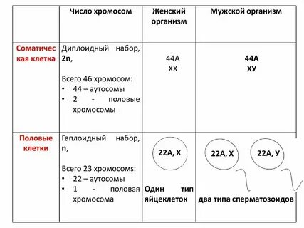 Листовой зачаток набор хромосом
