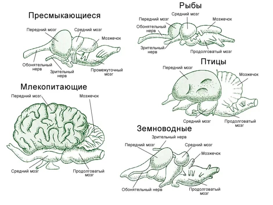 Головной мозг птиц отличается от земноводных. Сравнение мозга рыб земноводных рептилий птиц и млекопитающих. Схема эволюции нервной системы у животных таблица. Строение головного мозга пресмыкающиеся. Нервная система позвоночных животных.