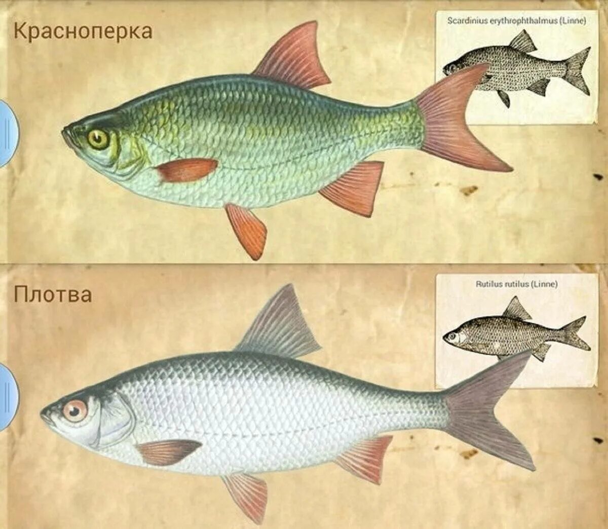 Рыба различие. Отличие плотвы от красноперки. Плотва красноперка вобла. Краснопёрка и плотва различия. Красноперка рыба и плотва.