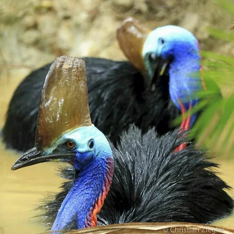 I Photographed The Best Copycat Bird In The World, Lyrebird Australian animals, 