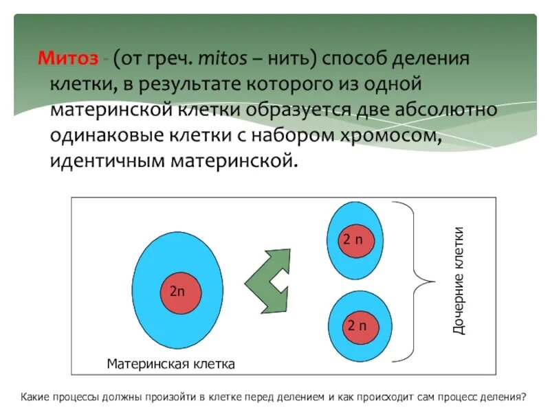 В результате деления материнской клетки образуется