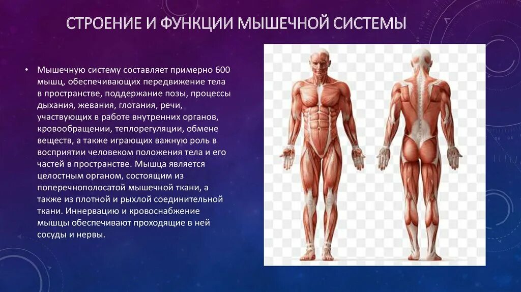 Основные мышцы для развития. Мышечная система. Анатомия мышечной системы. Строение мышечной системы человека. Строение и работа мышечной системы.