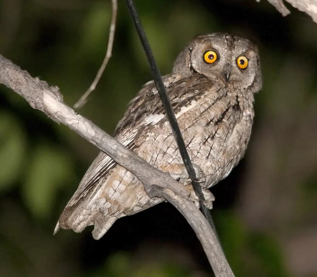 Сова сплюшка. Сплюшка (Otus SCOPS). Карликовая Сова сплюшка. Сплюшка обыкновенная совка. Сова живет лет