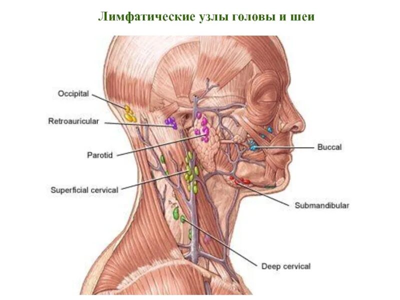 Лимфоузлы и мышцы. Подчелюстные лимфоузлы анатомия. Схема лимфоузлов на шее. Регионарные шейные лимфоузлы. Шейные лимфоузлы анатомия.