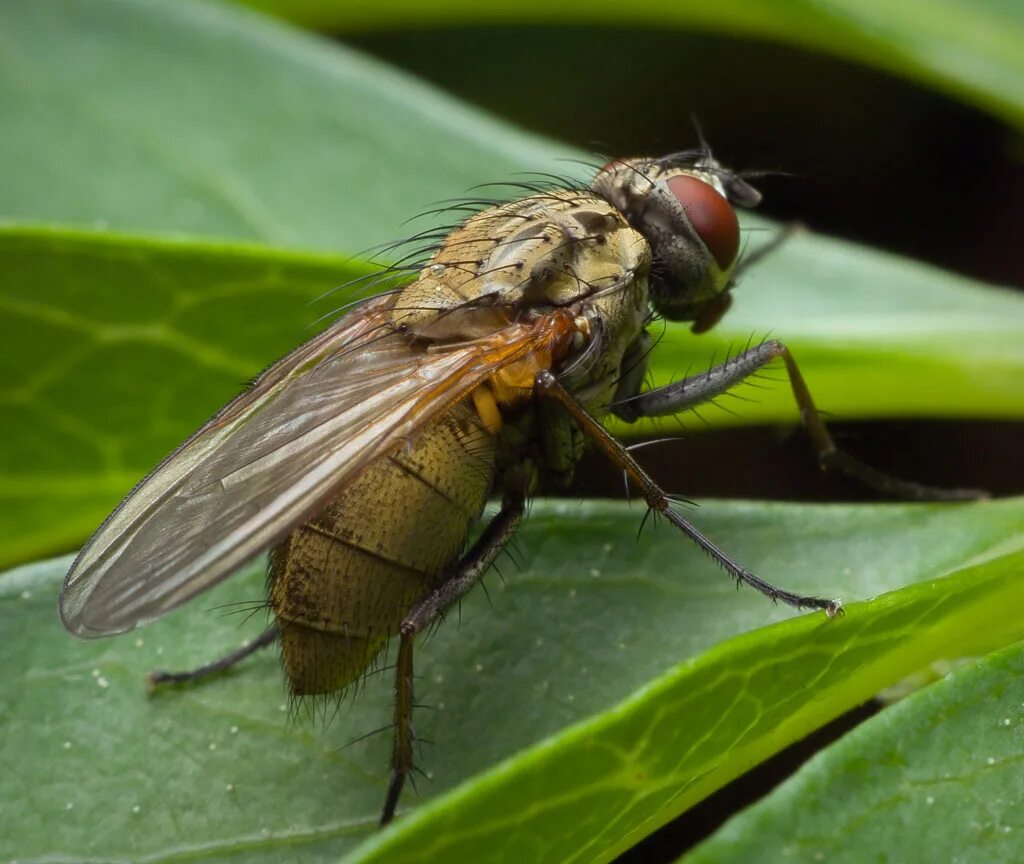мухи тахины фото. муха тахина. насекомое тахина 7 букв. муха тахина. муха тахина.
