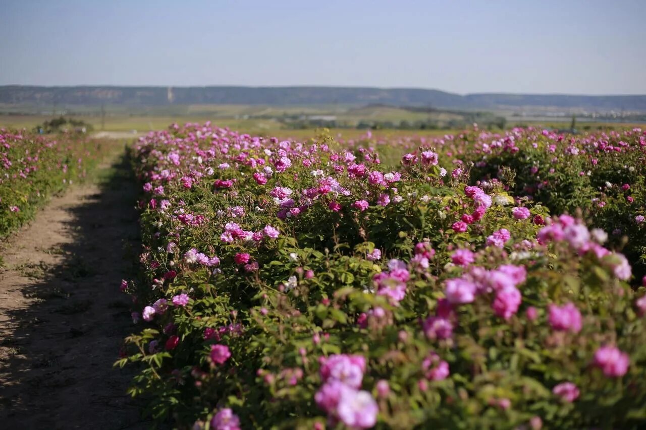 Розовые поля в крыму