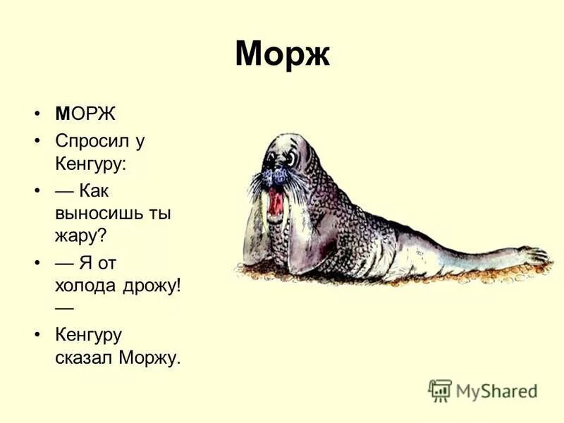 говорящий морж. морж gif. чукотские моржи. морж смешной. говорящий морж.