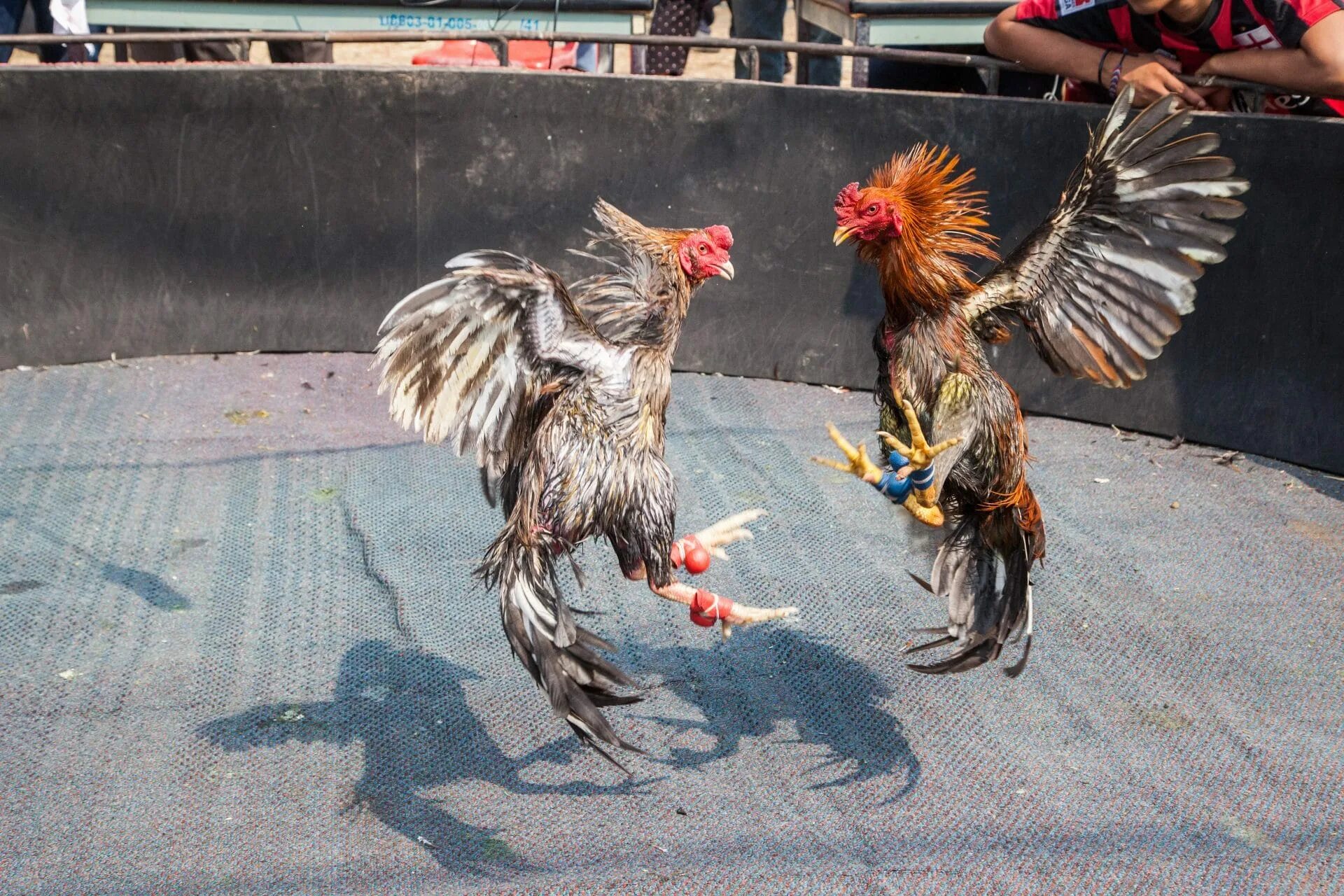 Cock fight. Боевой петух. Петухи дерутся.