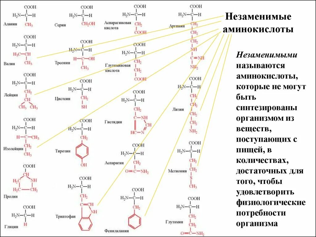 Количество белковых аминокислот. Структура аминокислот. Структура незаменимых аминокислот. 20 Аминокислот таблица аминокислоты. Основные компоненты аминокислот.