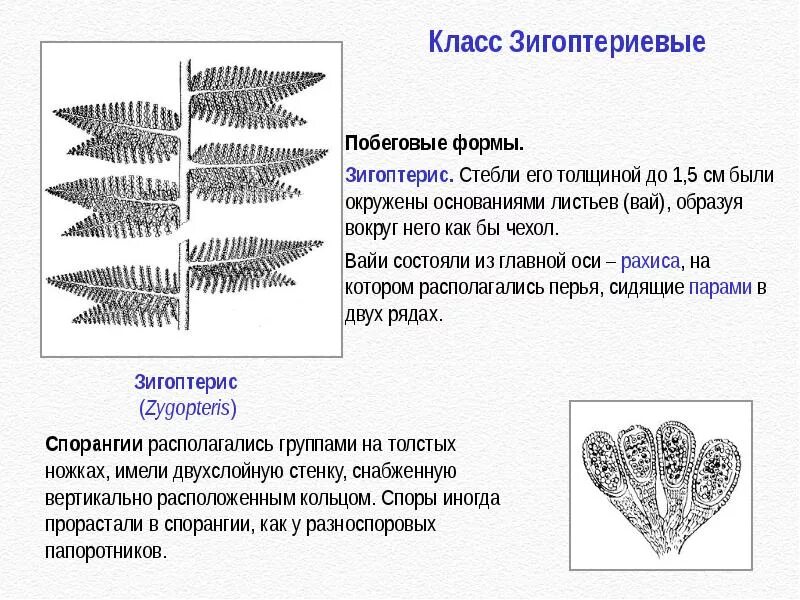 Семенные папоротники переходная форма. Семенные папоротники. отдел папоротниковидные подотделы. древние папоротниковидные. зигоптериевые папоротники.
