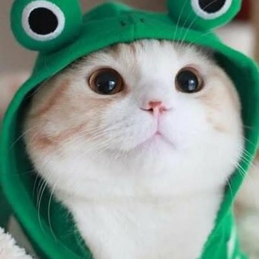 Котик в костюме лягушки. Кот в шапке. Милые котики в костюме лягушки. Классные картинки на аву. Топ ава для ватсапа
