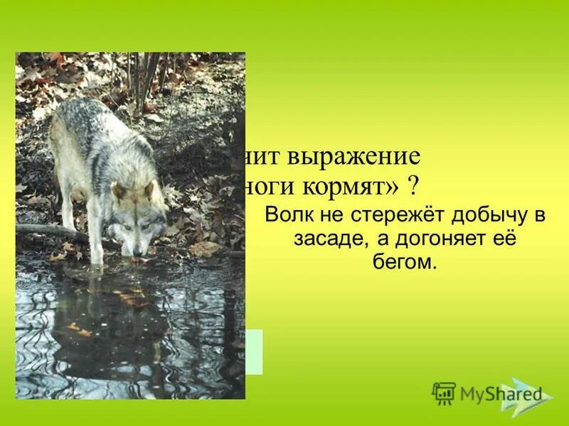 Следы животных похожие на человеческие. След какого хищного зверя. След какого зверя похож. След какого хищного зверя похож на след человека. Какой след животного поход на человеческий.
