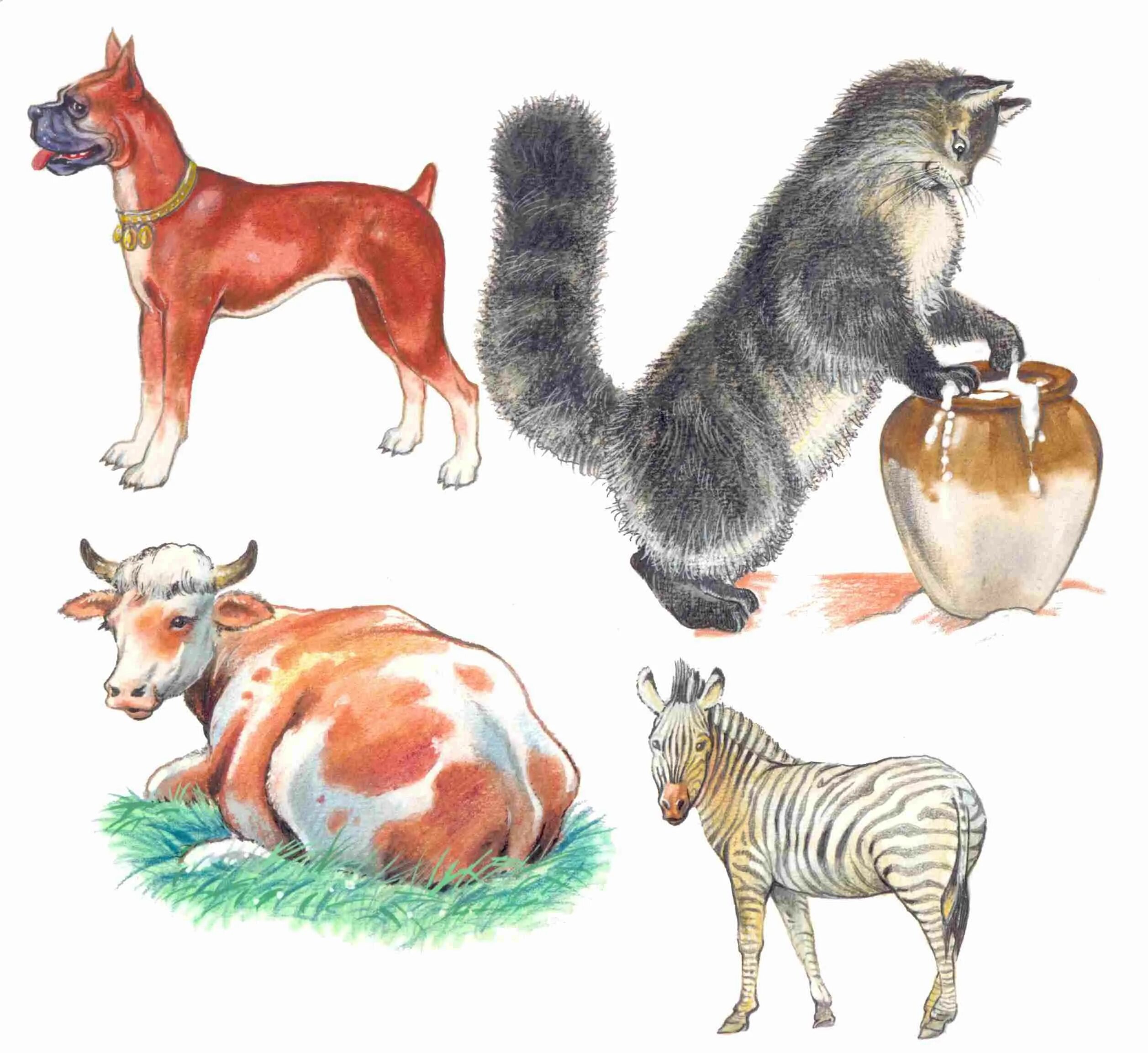 Домашние животные 6 класс. Млекопитающие домашние животные. Иллюстрации домашних животных. Домашние животные иллюстрации. Домашние млекопитающи.