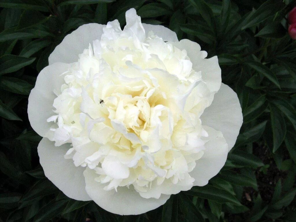 пион муром. пион молочноцветковый дюшес де немур. пион муром цветы. пион муром. пион муром.