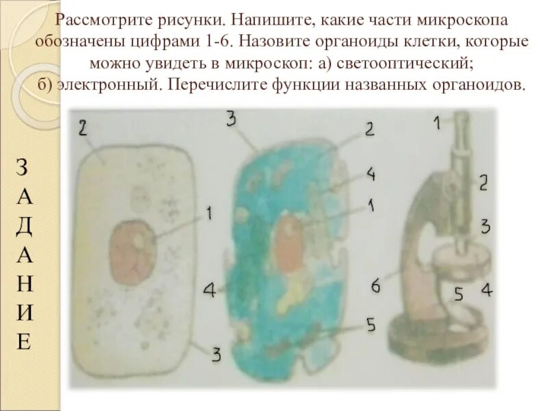 Какую клетку можно увидеть. Клетки которые можно увидеть без микроскопа. Какие органоиды клетки можно увидеть в микроскоп. Какие органоиды клетки можно увидеть при помощи микроскопа. Структуры растительной клетки без микроскопа.