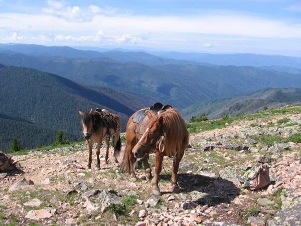 Конный поход по Алтаю. Алтай фото лошади Уймень. Конный тур на Алтае летом. Алтай поездка на лошадях за кедровыми орехами.