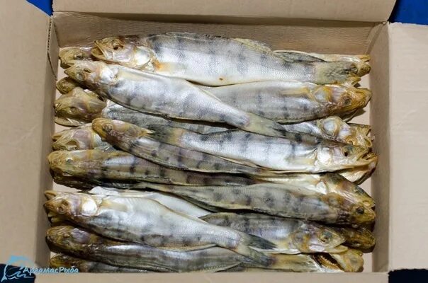 Крутик судак вяленый. Судак таранка. Судак рыба вяленый. Судак рыба вяленый. Рыба берш вяленая.