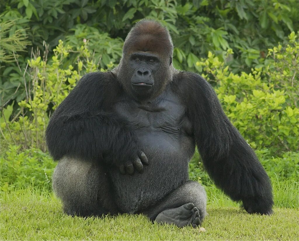 Горилла Исабукуру. Горилла великан. Сильвербэк горилла. Западная равнинная горилла. К чему снится горилла