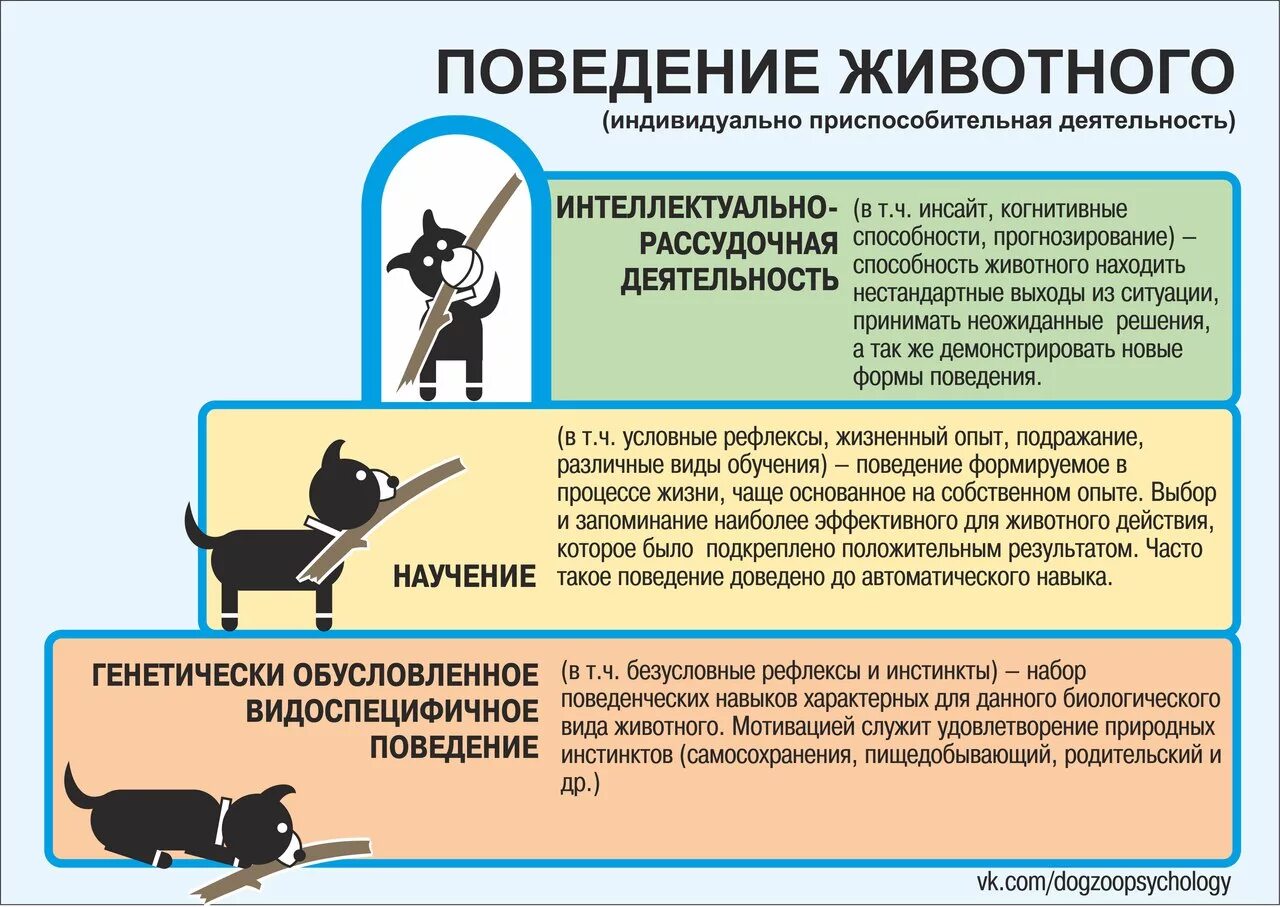 Инстинкт котов. Типы поведения животных. Сигналы стресса у собак. Инстинктивное поведение животных. Поведение домашних животных.