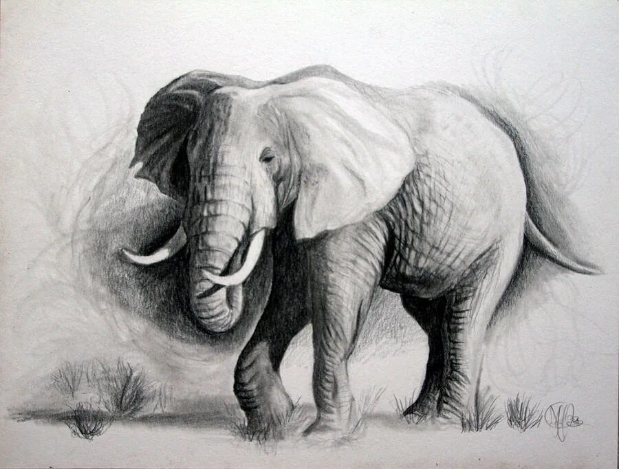 Слон нарисовать. Слон для срисовки карандашом. Слоны карандашом. Рисунок слона карандашом для срисовки. Картинки слона для срисовки.