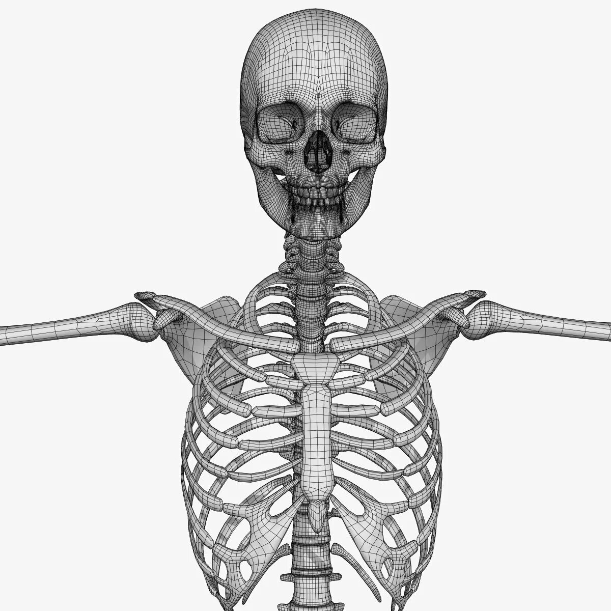 Скелет человека. Скелет рисунок. Скелет человека картинка. Скелет человека без надписей.