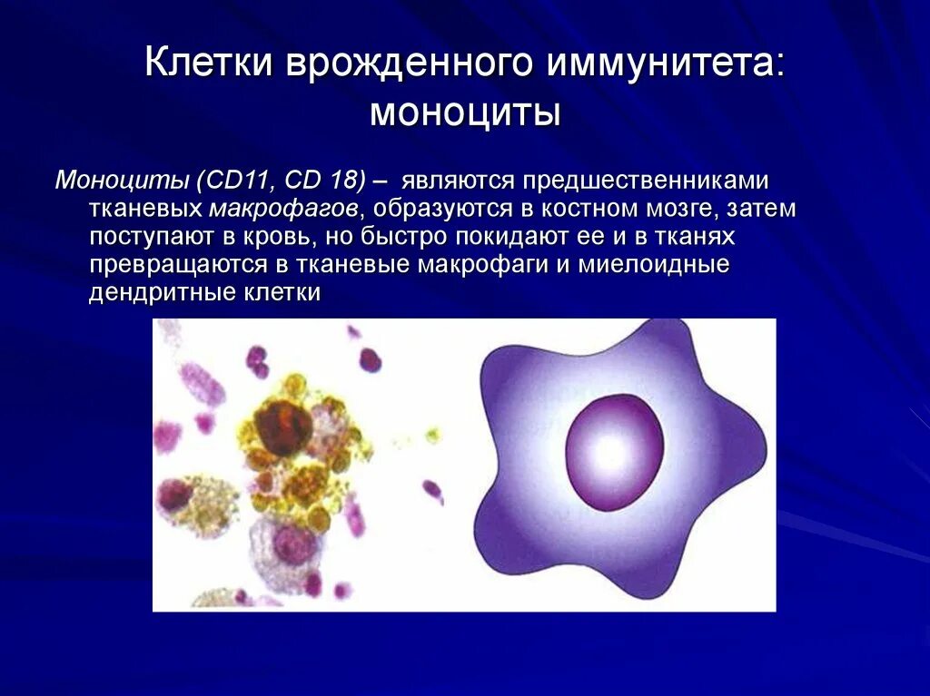 Макрофаги антитела. Клетки врожденного иммуни. Клетки крови иммунной системы. Клетки иммунной системы иммунология. Клетки иммунитета моноциты.