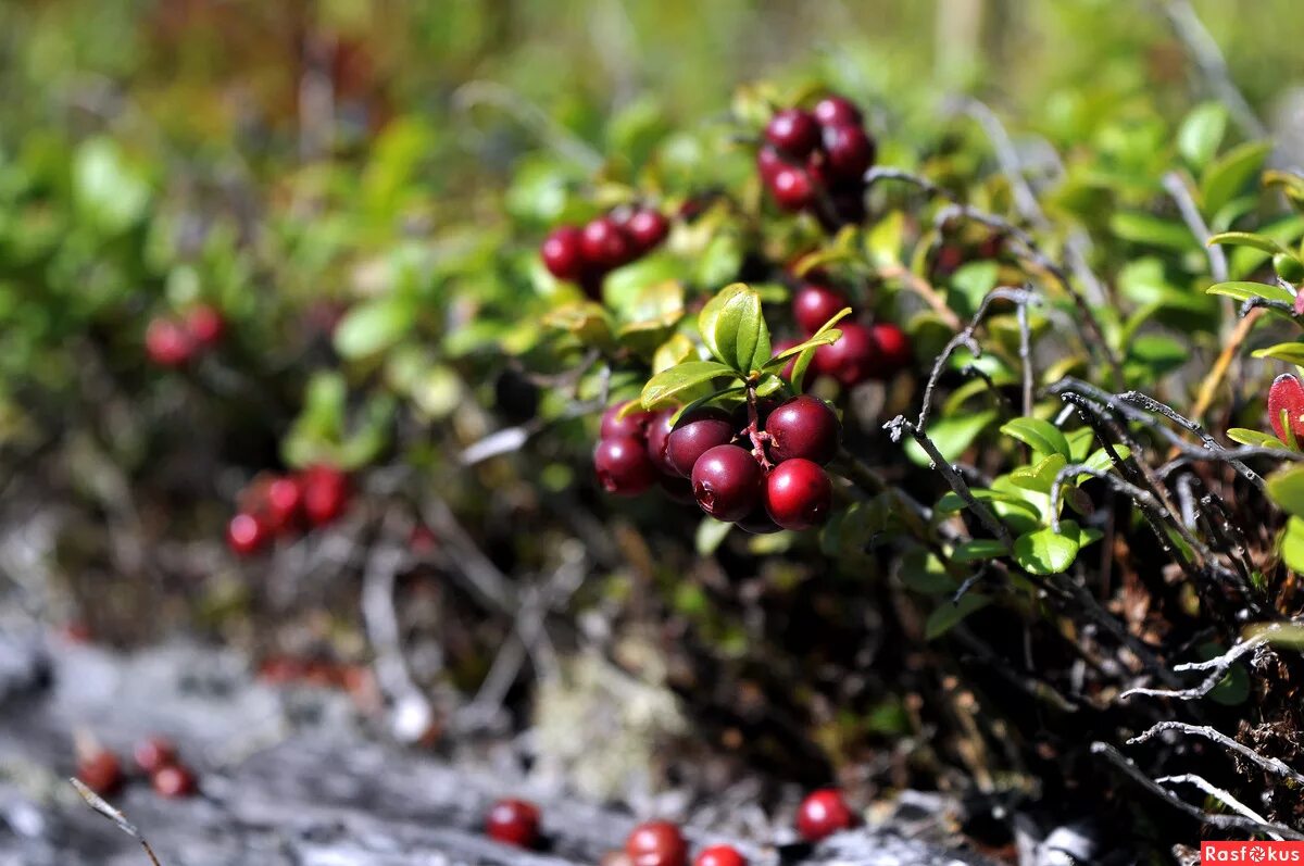 дикорос ягода. ягода красноярск. ягодный микс(голубика, малина, ежевика). ягодка красноярск. империя ягод магазин.