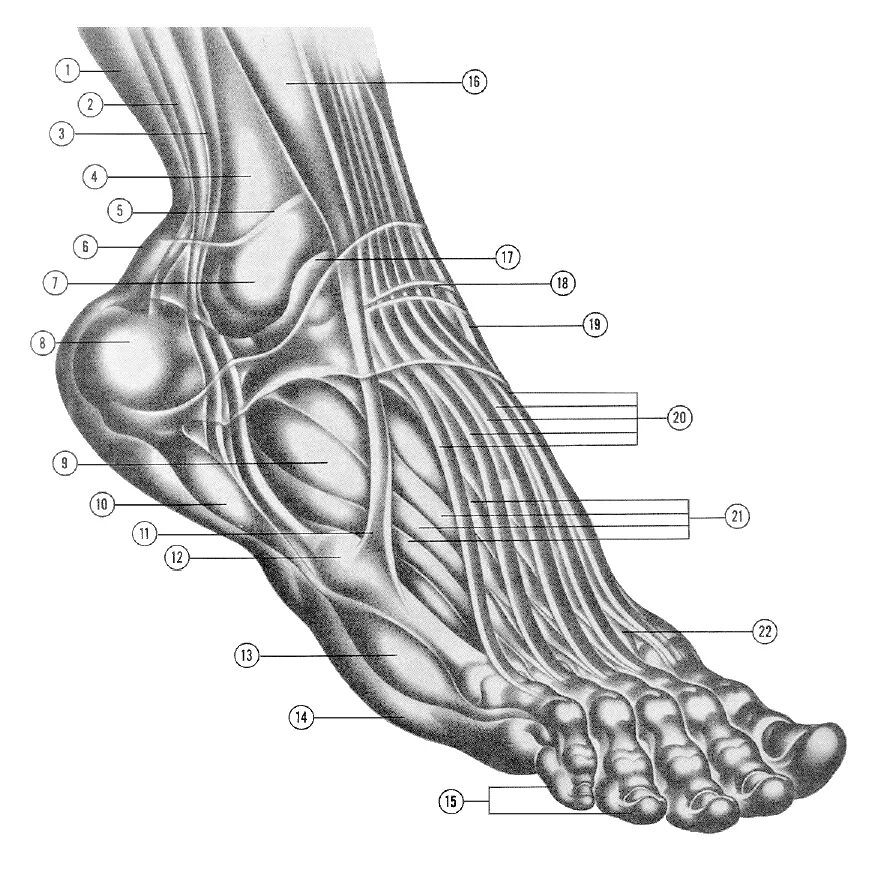 Строение стопы анатомия. Анатомия стопы мышцы связки сухожилия. Сухожилия стопы анатомия подошвенной области. Анатомия стопы человека мышцы и связки. Мышцы стопы анатомия сбоку.