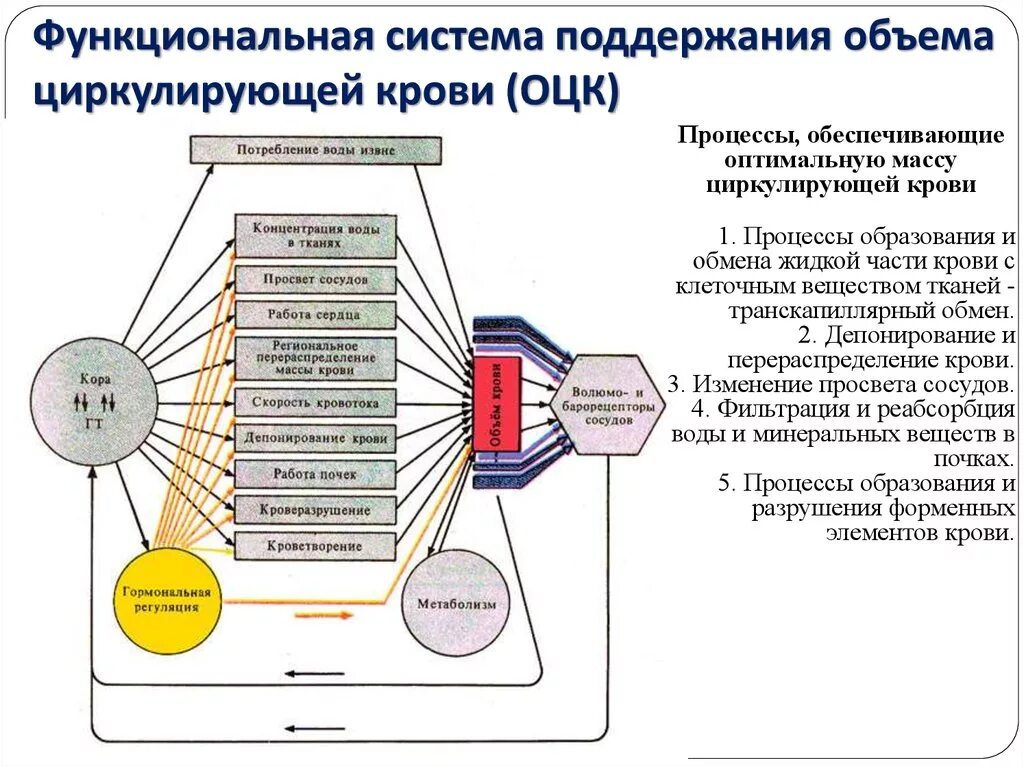 Функциональная система поддержания объема циркулирующей крови. Функциональная система поддержания постоянства массы крови. Функциональная система регуляции минутного объема крови. Функциональная система поддержания ОЦК.