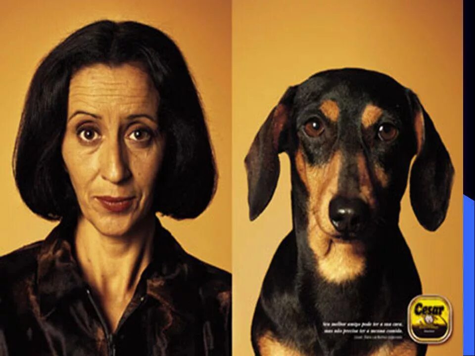 Собака похожая на джона траволту. Похоже на эльфийский не могу прочитать. Как то не очень похоже. Как то не очень похоже. Тейлор лотнер похож.