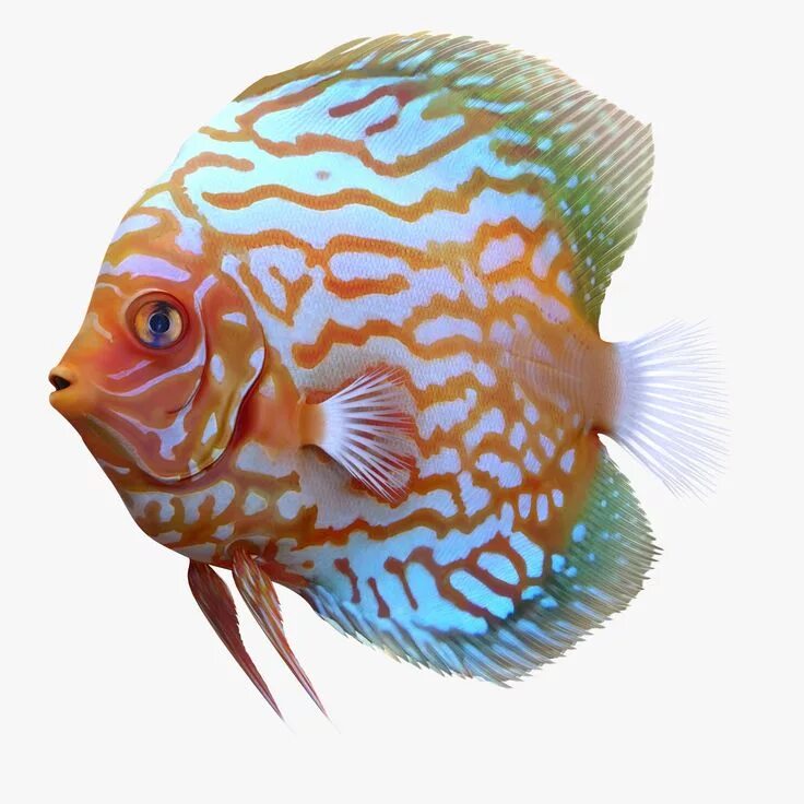Fish 3 0
