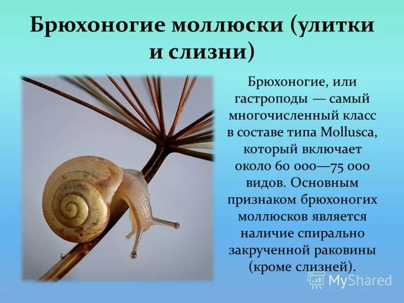 Брюхоногие моллюски презентация 7 класс биология