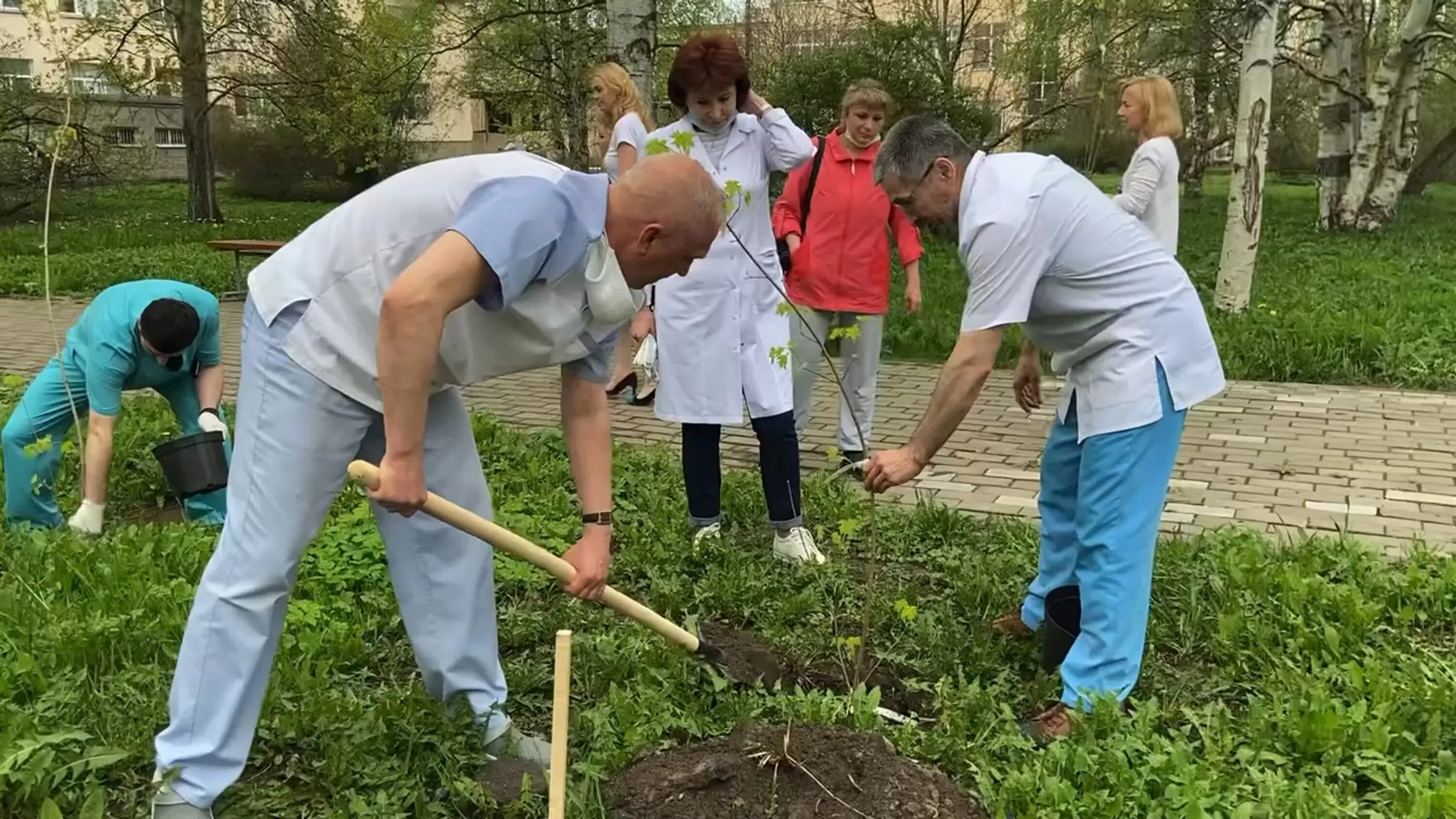 В ряд высадили 12 деревьев. Высадили клены Краснодар. Возле школы посадят сад. Посадка Кленовой аллеи на Партизанской Поляне. В Шелеховском районе высадили аллею памяти.