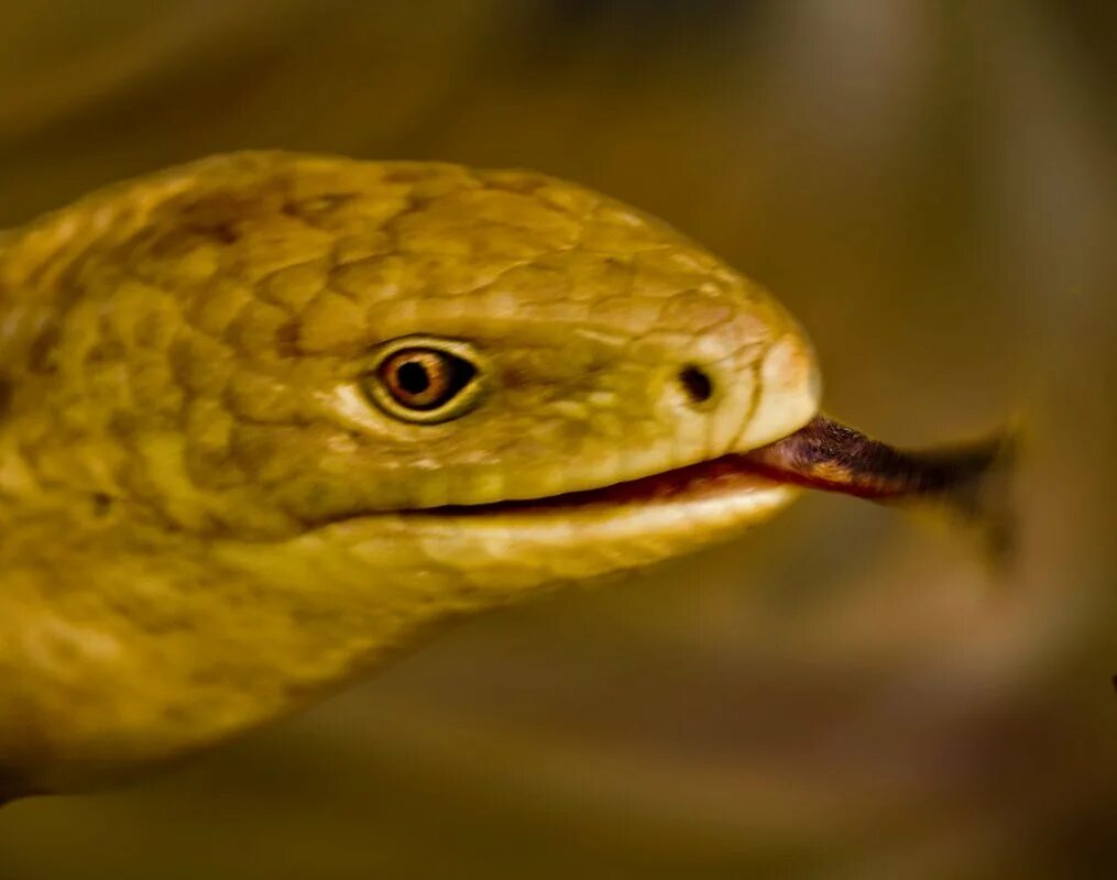 Желтопузик фото. Безногая ящерица желтопузик. Желтопузик безногая ящерица Сочи. Жёлтопузик змея. Желтопузик Глухарь.