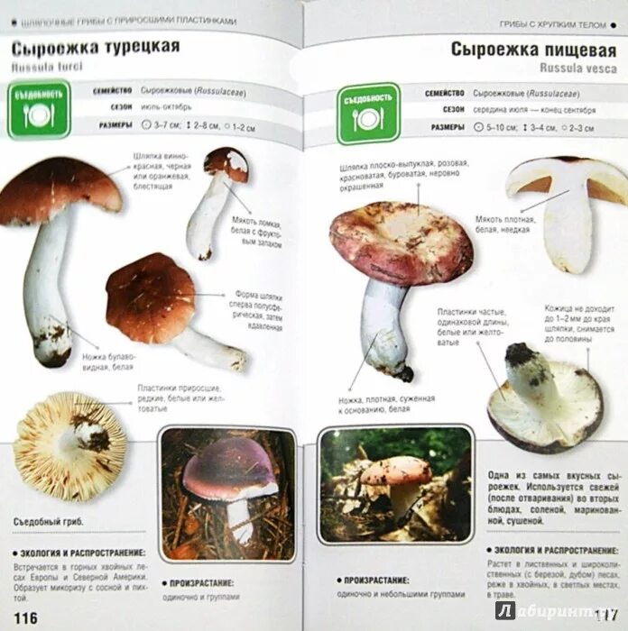 атлас определитель от земли до неба съедобные грибы. атлас определитель от земли до неба грибы съедобные грибы. несъедобные грибы атлас определитель. съедобные грибы атлас определитель. а плешаков атлас определитель грибы.