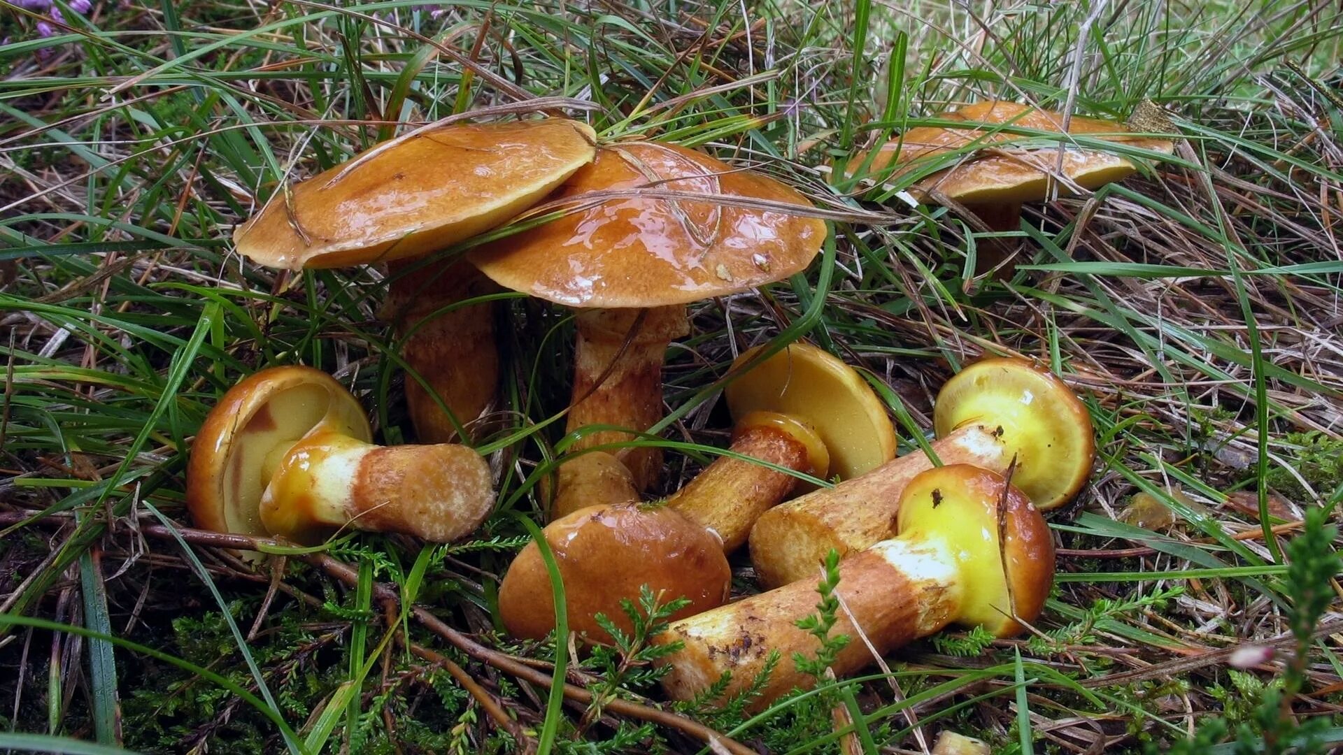 Маслёнок обыкновенный (suillus luteus). Маслёнок клинтона. Маслёнок лиственничный. Масленок лиственничный. Маслёнок лиственничный фото.