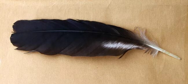 Bird Feather Raven Shiny free image download