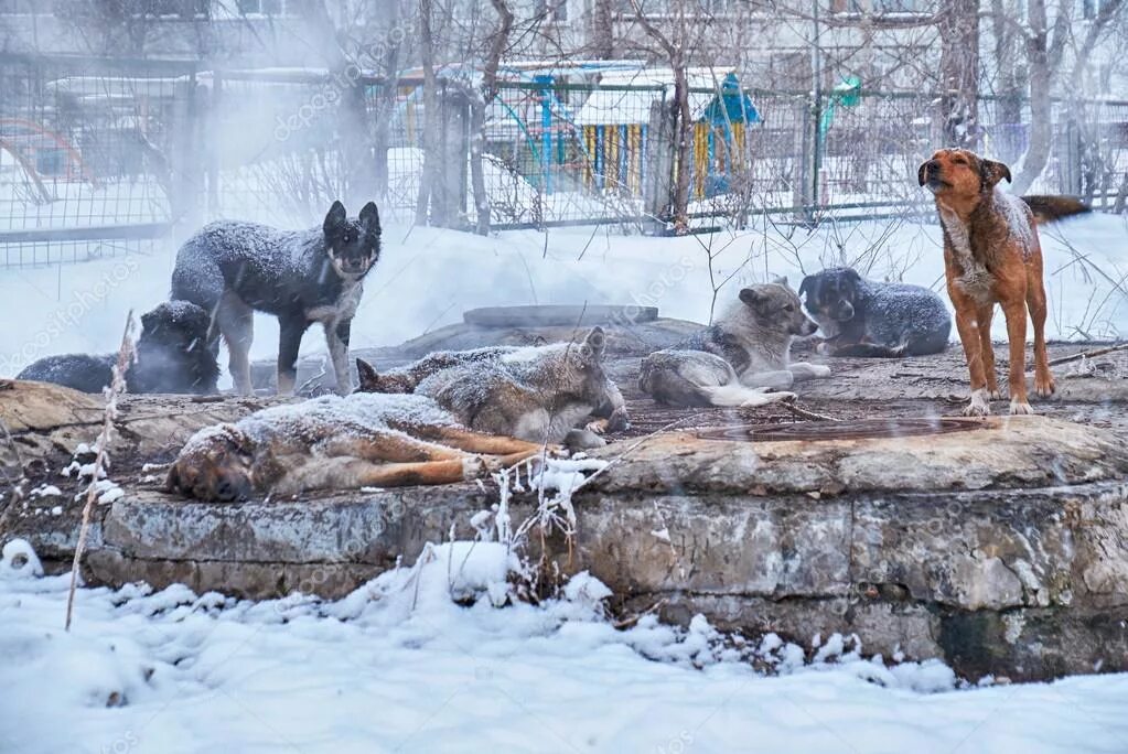 Нападение холодно. Бродячие собаки. Бродячие собаки зимой. Собака зимой на улице. Бездомные собаки зима.