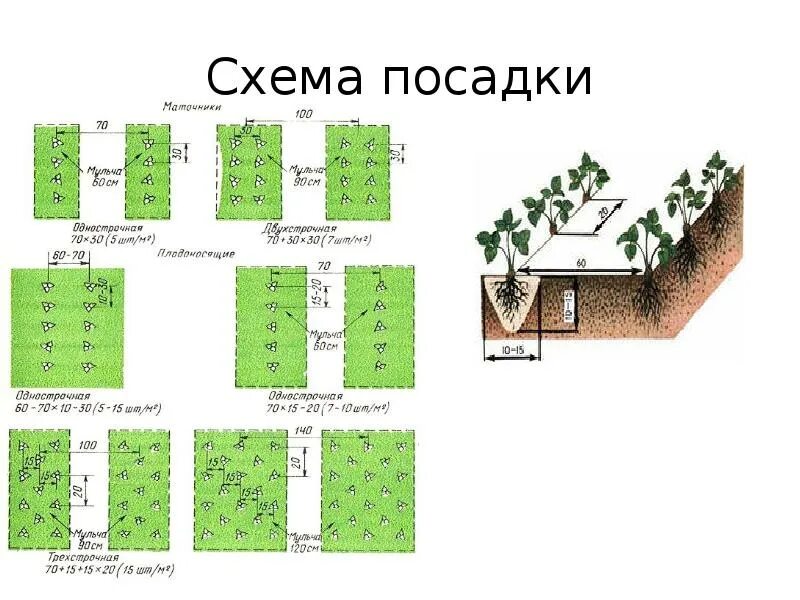 Посадка клубники расстояние между кустами и рядами. Схема посадки клубники в парнике. Схема посадки базилика в открытый. Схема посадки 30 на 30. Схема посева семян базилика.