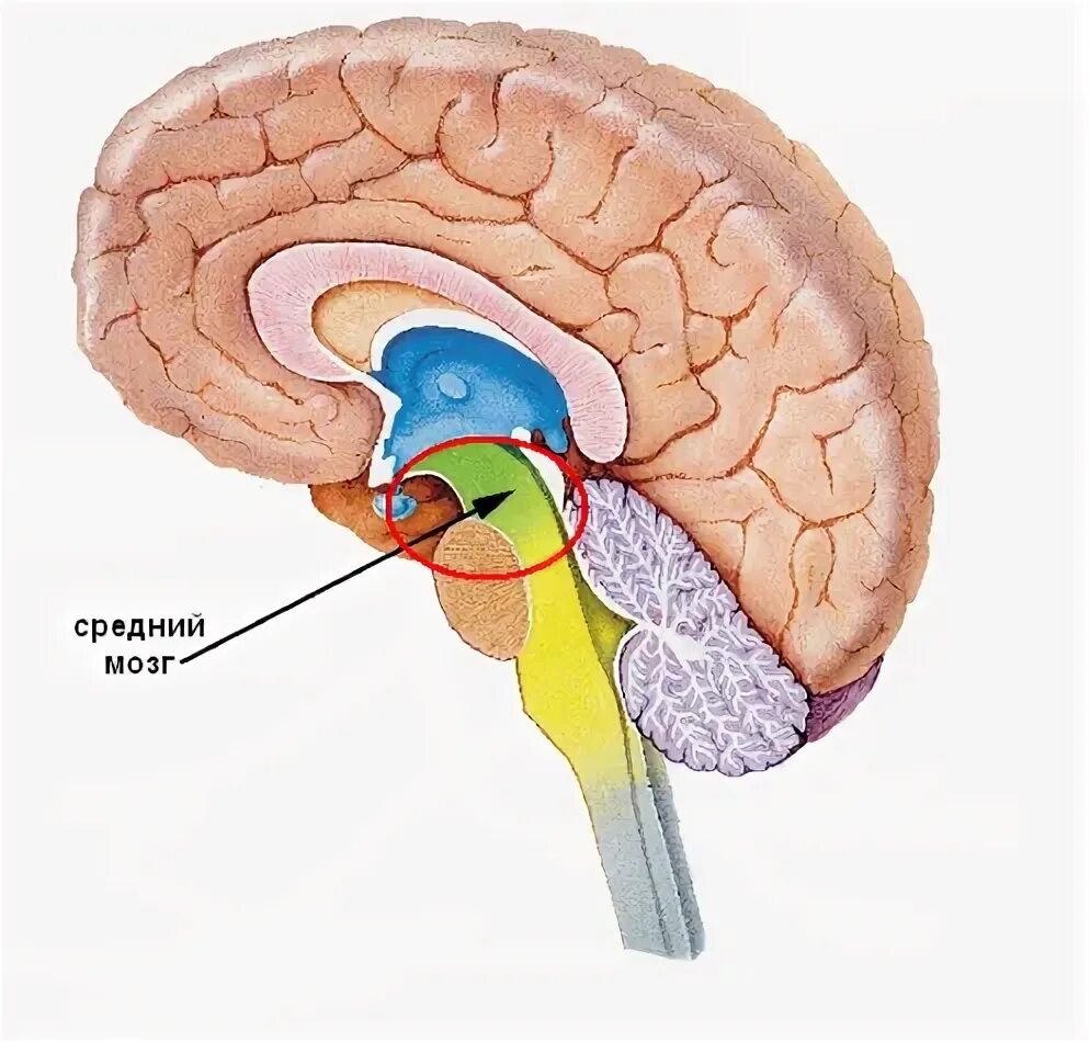 Большое полушарие мозолистое тело мост гипоталамус. Средний и промежуточный мозг строение и функции. Промежуточный мозг гипоталамус. Средний мозг состоит из гипоталамуса и таламуса.. Средний и промежуточный мозг анатомия.