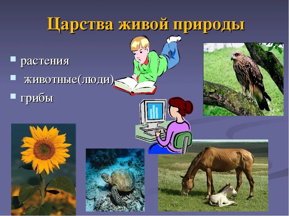 Живая природа растения животные человек. Человек и природа слайд. Природа и человек окружающий мир. Человек царство животные