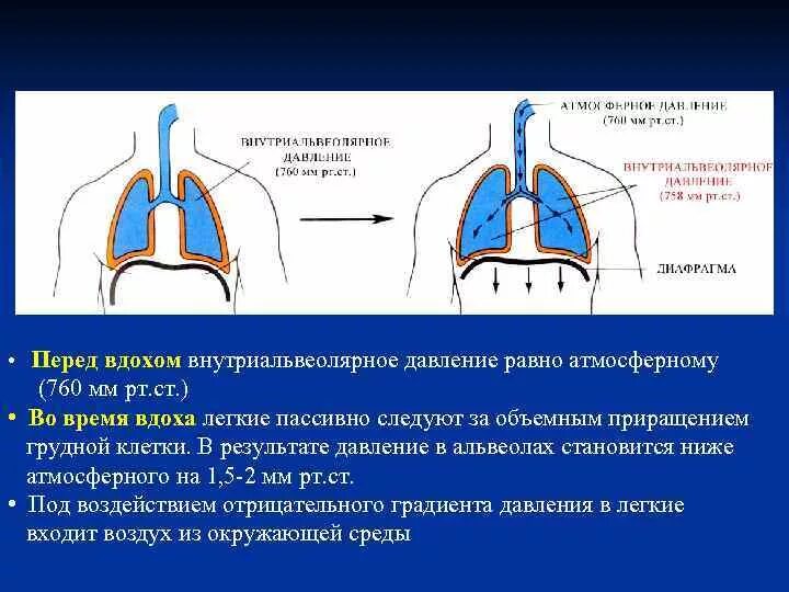 Выдох давление в легких. Давление в лёгких при вдохе. Давление в альвеолах при вдохе. Внутриальвеолярное давление. В начале вдоха давление в дыхательных путях.