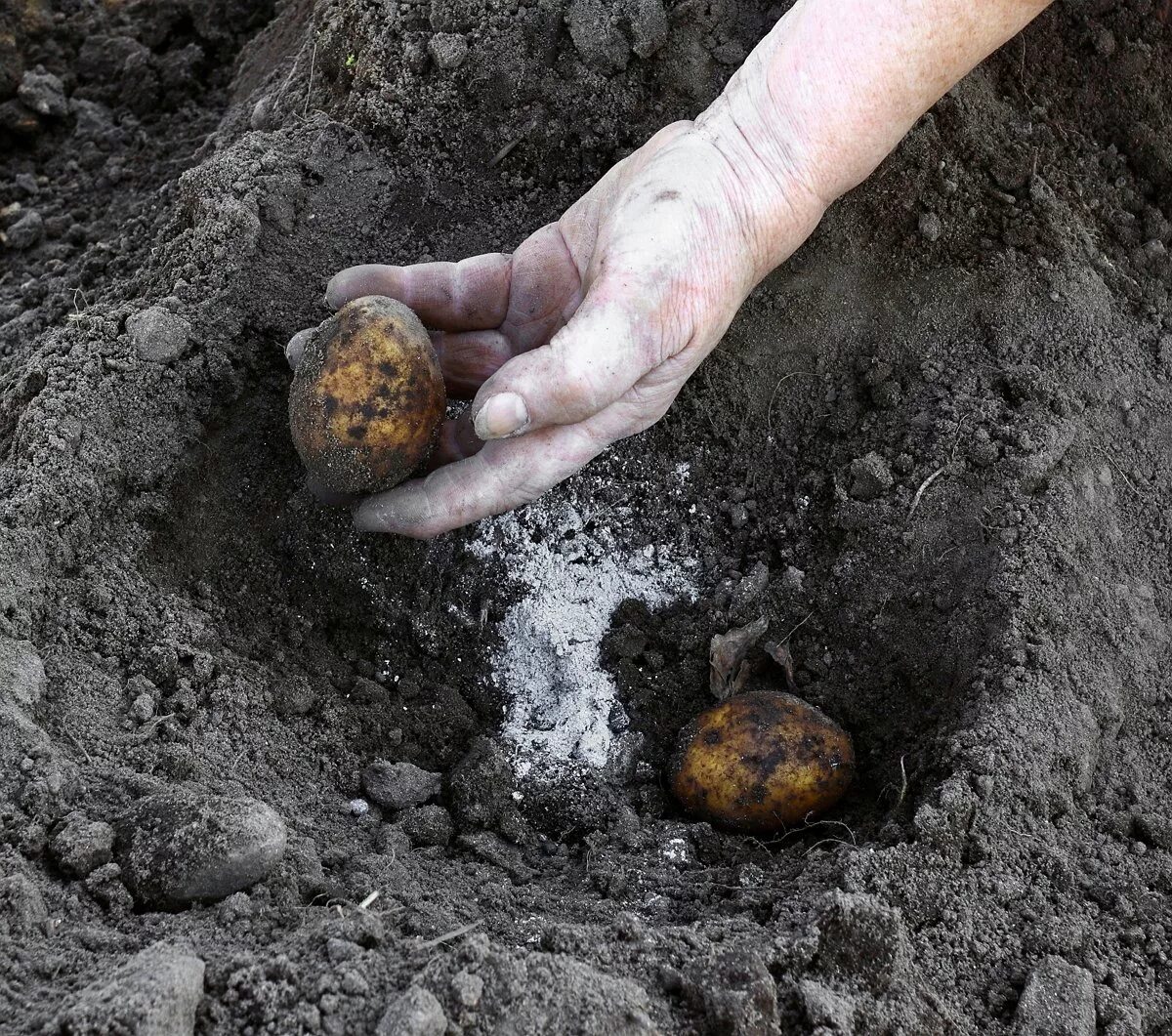Чем удобрить землю перед посадкой картофеля. Удобрения в лунки для картофеля. Посадка картофеля в лунки. Посадка картошки в лунки. Картошка на навозе.