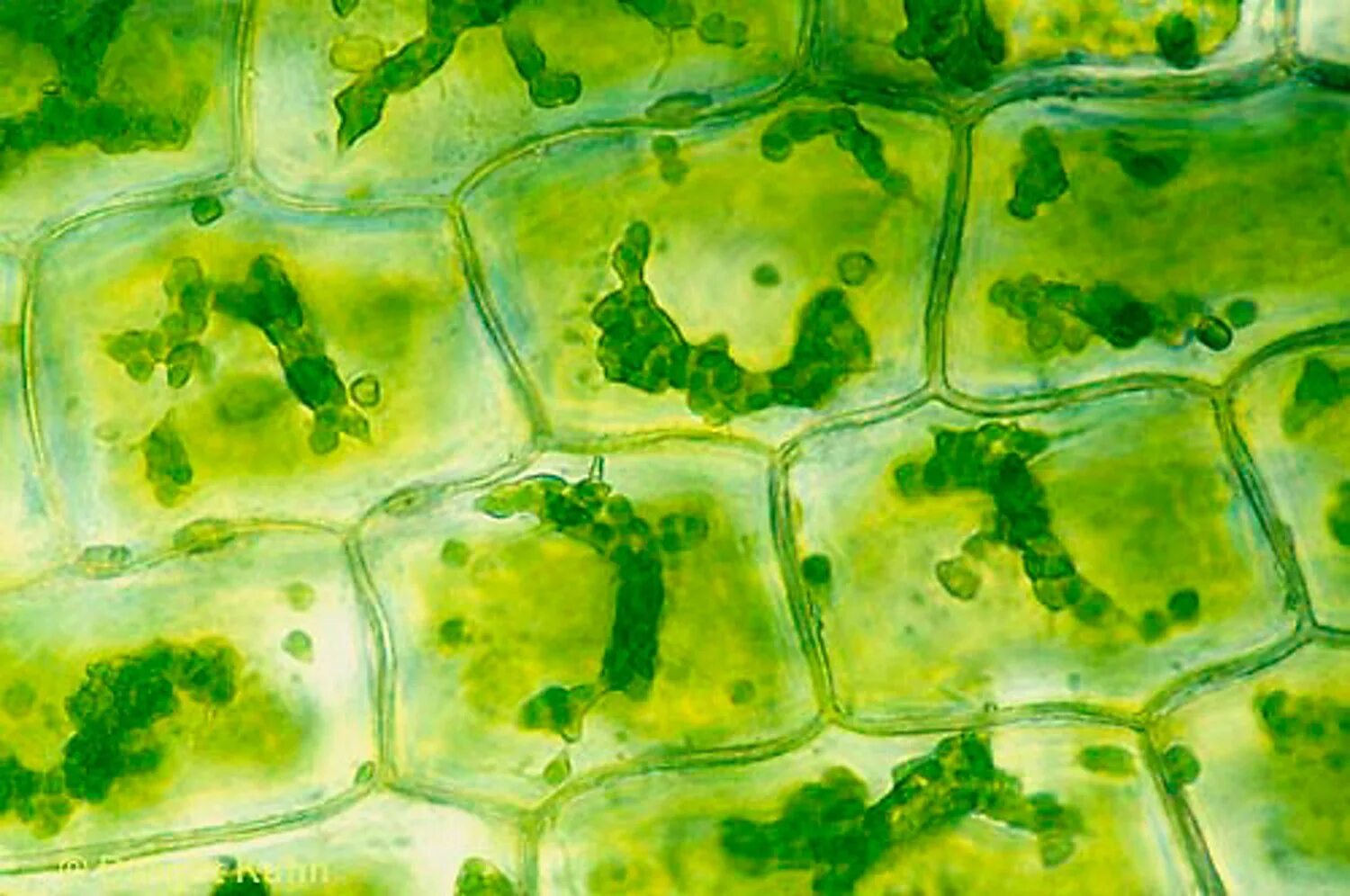 Хлоропласты микроскоп. Клетки листа элодеи под микроскопом. Клетка элодеи. Элодея под микроскопом строение. Хлоропласты элодеи.