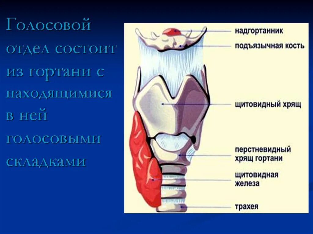 Гортань реферат. Глотка надгортанник гортань. Щитовидный и перстневидный хрящ. Строение голосовых связок сбоку. Надгортанник голосовые складки.