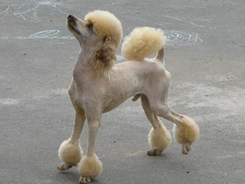 карликовый пудель лысый. бритый пудель. карликовый пудель бритый. злой пудель. лысый пудель.