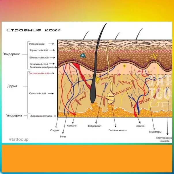 В собственно коже отсутствует пигмент. Строение кожи эпидермис дерма. Строение дермы кожи человека. Строение кожи дерма сосочковый слой. Дерма строение анатомия.